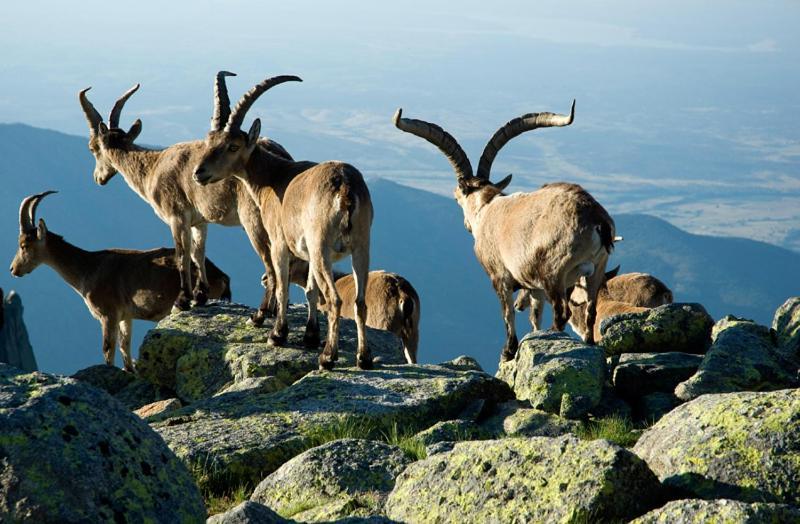 Ruralrut En El Tiemblo Precios Especiales A Partir De 7 Noches, Wifi, Cabina De Hidromasaje, Aire Acondicionado, Zonas De Bano Naturales Cercanas Willa *
