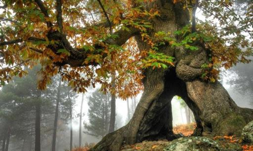 Ruralrut En El Tiemblo Precios Especiales A Partir De 7 Noches, Wifi, Cabina De Hidromasaje, Aire Acondicionado, Zonas De Bano Naturales Cercanas *